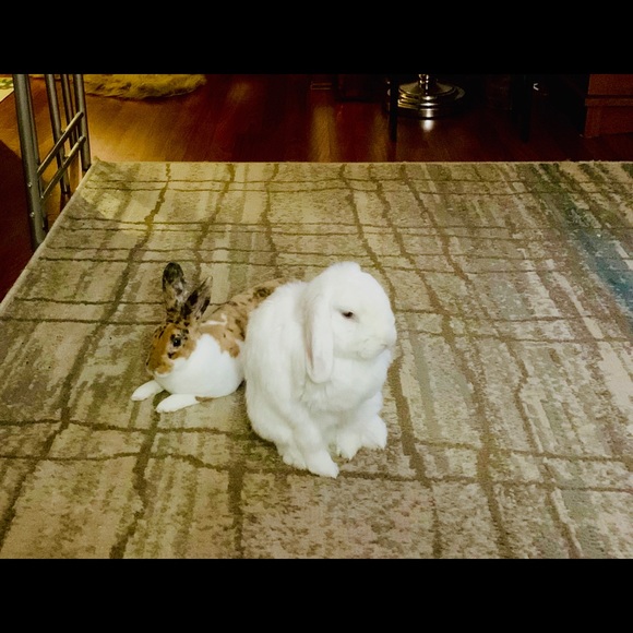 Meet your Posher, Susan - Picture 4 of 8